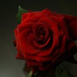 Rose Flower Plant Red Rose  - Lenearise / Pixabay