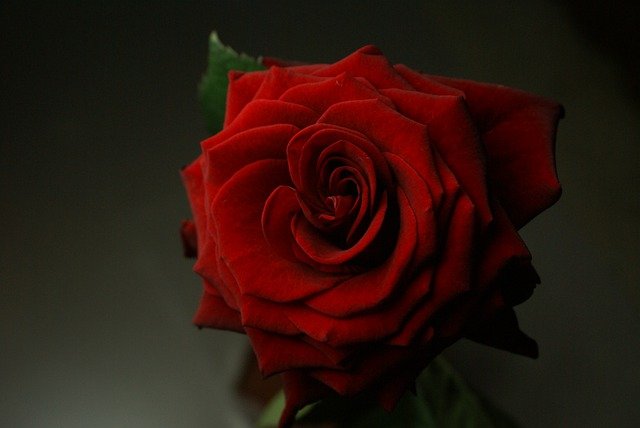 Rose Flower Plant Red Rose  - Lenearise / Pixabay