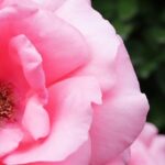 Rose Flowers Love Romantic Romance  - HeungSoon / Pixabay