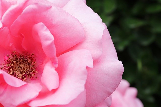 Rose Flowers Love Romantic Romance  - HeungSoon / Pixabay