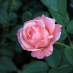 Rose Flowers Summer Romantic  - Gray_Rhee / Pixabay
