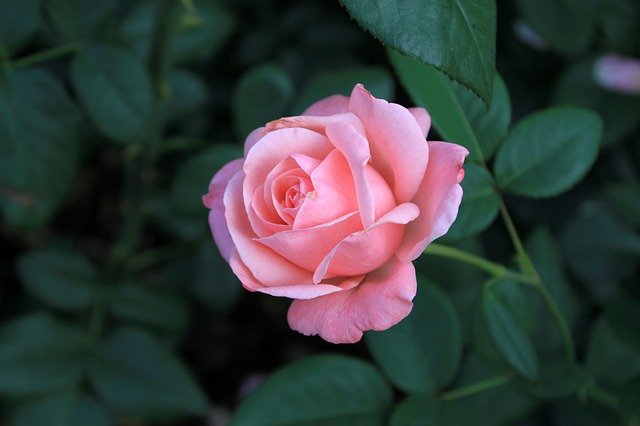 Rose Flowers Summer Romantic  - Gray_Rhee / Pixabay