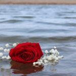 Rose Red Beach Water Romantic  - Jschultz2 / Pixabay