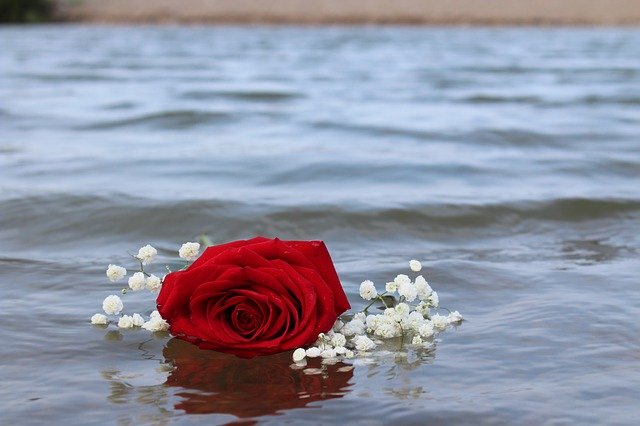 Rose Red Beach Water Romantic  - Jschultz2 / Pixabay