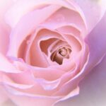 Rose Rose Bloom Petals Macro  - silviarita / Pixabay