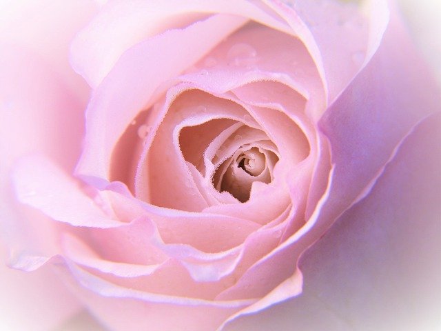 Rose Rose Bloom Petals Macro  - silviarita / Pixabay