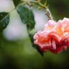 Rose Rose Bloom Raindrop Beaded  - Mammiya / Pixabay