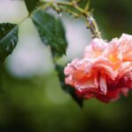 Rose Rose Bloom Raindrop Beaded  - Mammiya / Pixabay