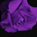 Roses Flower Love Plant Valentine  - GLady / Pixabay
