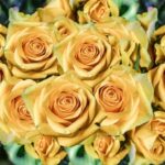 Roses Flowers Petal Love Romance  - monicore / Pixabay