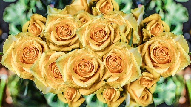 Roses Flowers Petal Love Romance  - monicore / Pixabay