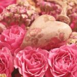 Roses Heart Noble Roses Romantic  - pixel2013 / Pixabay