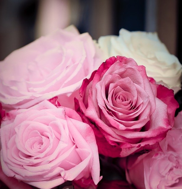 Roses Pink Romantic Wedding  - 9883074 / Pixabay
