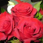 Roses Rose Flowers Flower  - violetta / Pixabay
