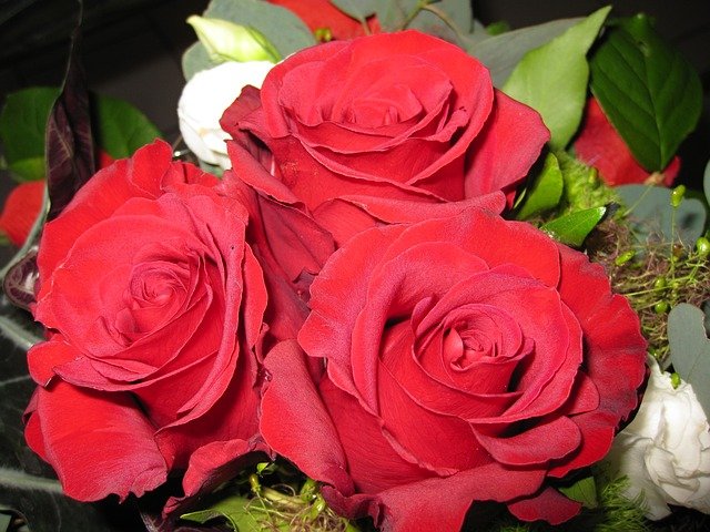 Roses Rose Flowers Flower  - violetta / Pixabay