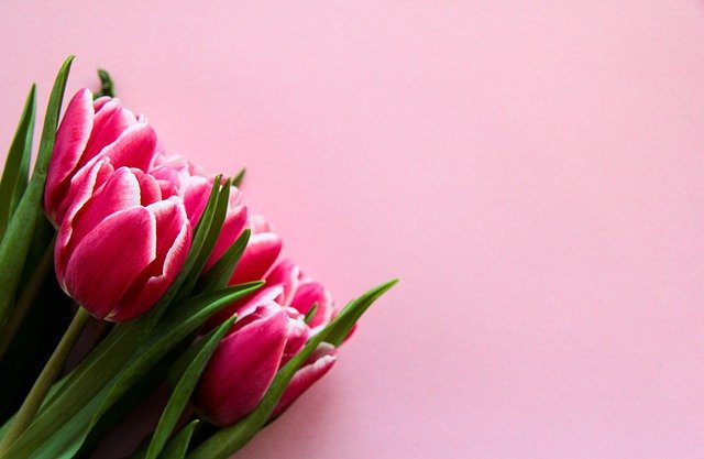 Tulip Pink Flowers Bouquet Bloom  - romanakr / Pixabay