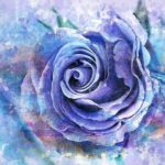 Watercolor Rose Flower Romantic  - TT / Pixabay