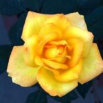 Yellow Rose Yellow Rose Flower  - Guddanti / Pixabay