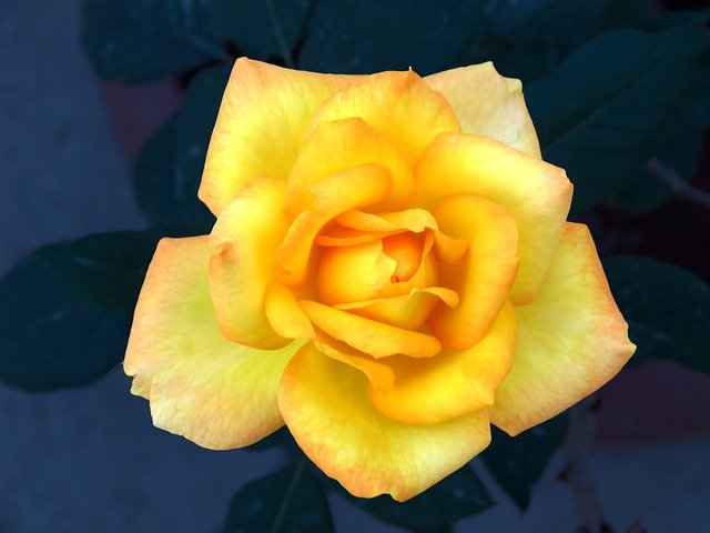 Yellow Rose Yellow Rose Flower  - Guddanti / Pixabay