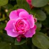 Flower Blossom Bloom Pink Roses  - Gruendercoach / Pixabay