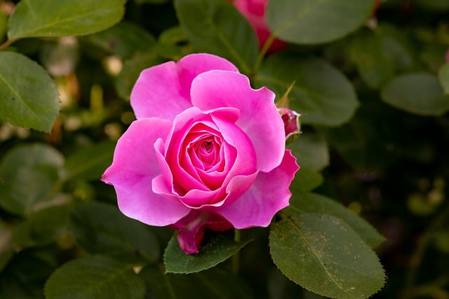 Flower Blossom Bloom Pink Roses  - Gruendercoach / Pixabay